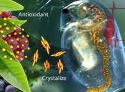 CICATRISATION polymère intelligent ajuste antioxydants