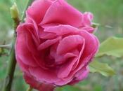 roses jardin