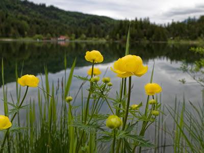 Alpenblumen - Mittenwald -  06. 2019 - Fleurs des Alpes