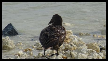 Quel est donc ce palmipède noir ?