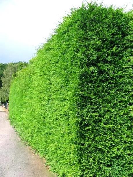fast growing hedges hedge fast growing hedges for privacy australia