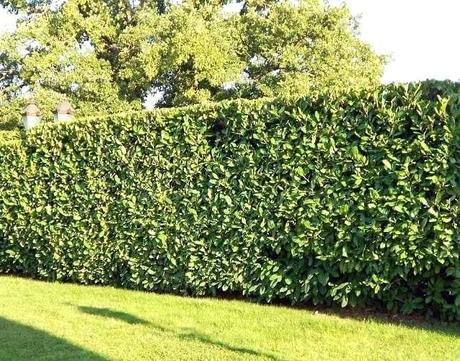 fast growing hedges cherry laurel hedge very fast growing hedge plants fast growing hedges in south florida