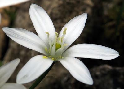 Ornithogale en ombelle (Ornithogalum umbellatum)