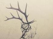 Penelope Antena Antelope