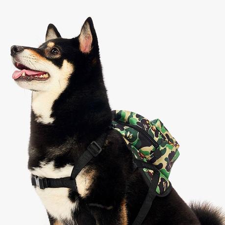 Bape sort une série d’accessoires pour chiens Bape sort une série d’accessoires pour chiens