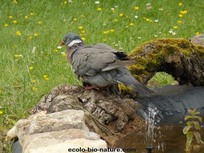 Un pigeon apprécie notre mare !