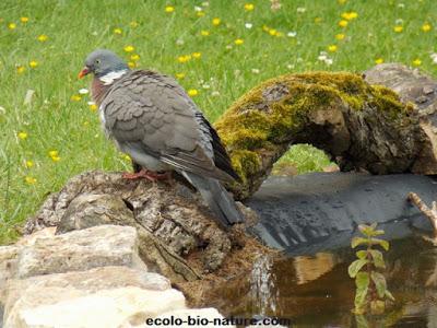 Un pigeon apprécie notre mare ! Un pigeon apprécie notre mare !