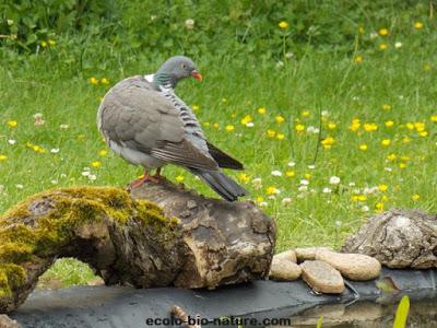 Un pigeon apprécie notre mare !