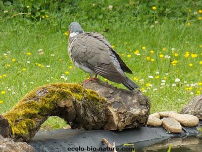 Un pigeon apprécie notre mare !