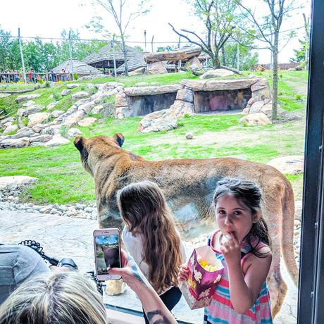 #ZooDeGranby - Les lions de très près