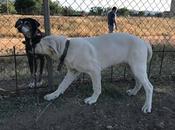 H.Estrella chiot Mastine blanche mois sauver d'urgence adopter chez chiens galgos