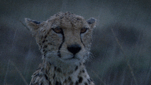 Il a plu chez moi ⛈