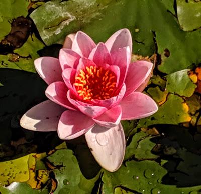 Seerosen - Botanischer Garten München - Les nénuphars du jardin botanique de Munich