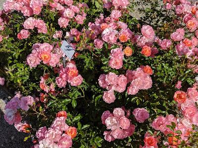 Rosen - Botanischer Garten München - 30 Pics - Les roses du jardin botanique de Munich