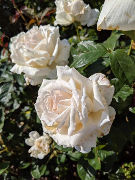 Rosen - Botanischer Garten München - 30 Pics - Les roses du jardin botanique de Munich