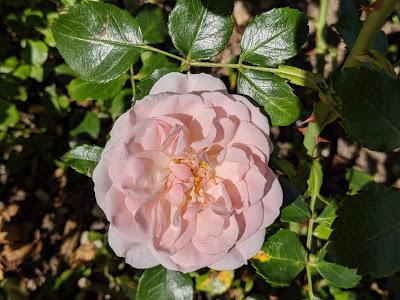 Rosen - Botanischer Garten München - 30 Pics - Les roses du jardin botanique de Munich