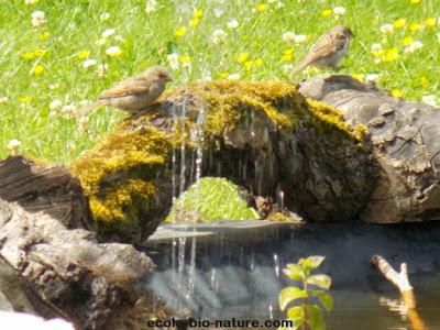 La mare fait de plus en plus d'adeptes La mare fait de plus en plus d'adeptes