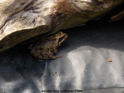 La mare fait de plus en plus d'adeptes La mare fait de plus en plus d'adeptes