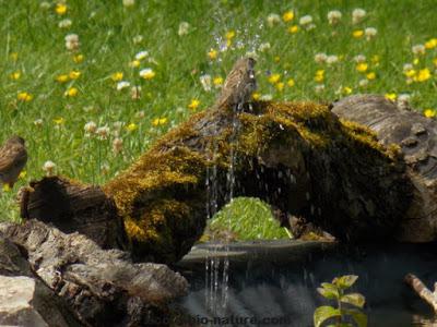 La mare fait de plus en plus d'adeptes La mare fait de plus en plus d'adeptes