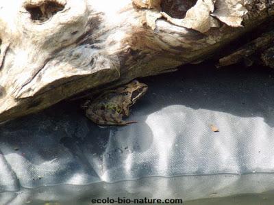La mare fait de plus en plus d'adeptes La mare fait de plus en plus d'adeptes