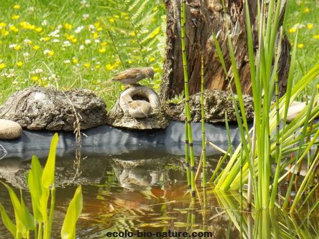 La mare fait de plus en plus d'adeptes La mare fait de plus en plus d'adeptes
