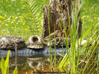 La mare fait de plus en plus d'adeptes La mare fait de plus en plus d'adeptes
