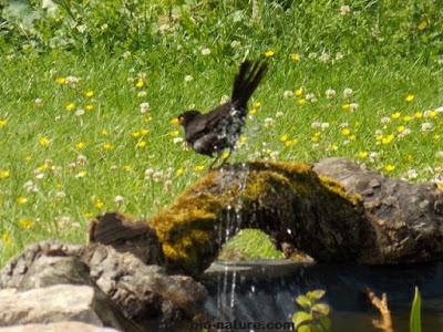 La mare fait de plus en plus d'adeptes La mare fait de plus en plus d'adeptes