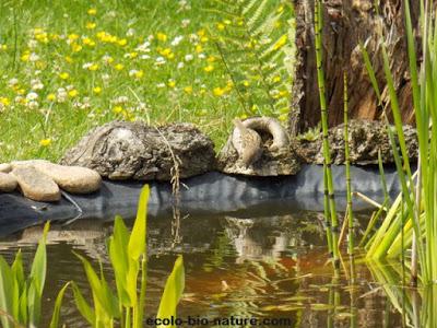 La mare fait de plus en plus d'adeptes La mare fait de plus en plus d'adeptes