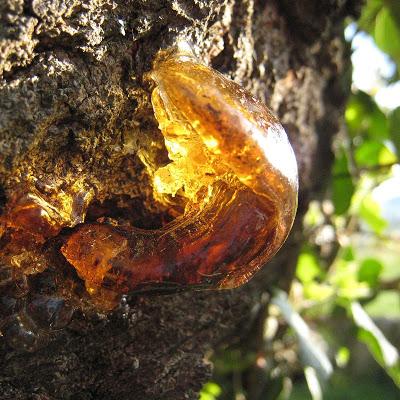 Son seul désir - Le Cœur de la Reconnaissance 9