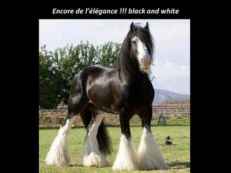 Divers - Un régal pour les yeux - suite