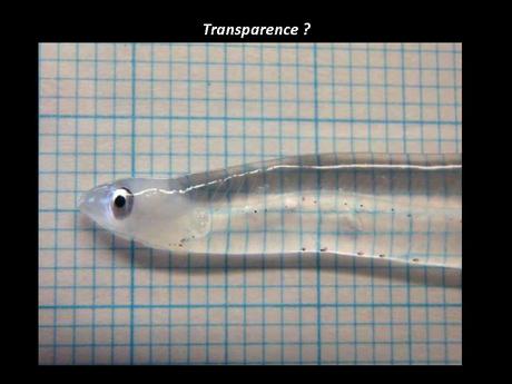 Divers - Un régal pour les yeux - suite