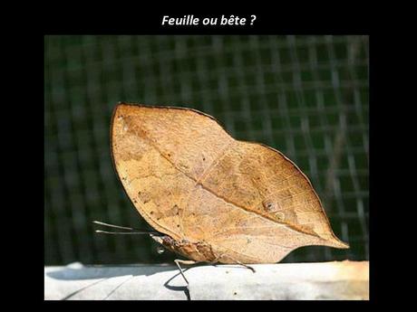 Divers - Un régal pour les yeux - suite