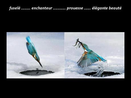 Divers - Un régal pour les yeux - suite