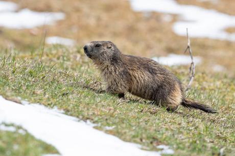 L'hiver peine parfois à tirer sa révérence sur les crêtes jurassienne, pour le plus grand malheur des marmottes.