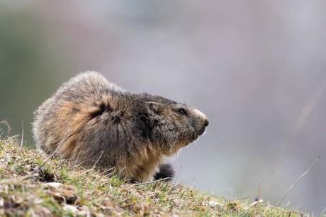 La vieille marmotte veille sur son territoire depuis plusieurs années.