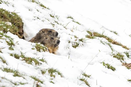 L'hiver peine parfois à tirer sa révérence sur les crêtes jurassienne, pour le plus grand malheur des marmottes.