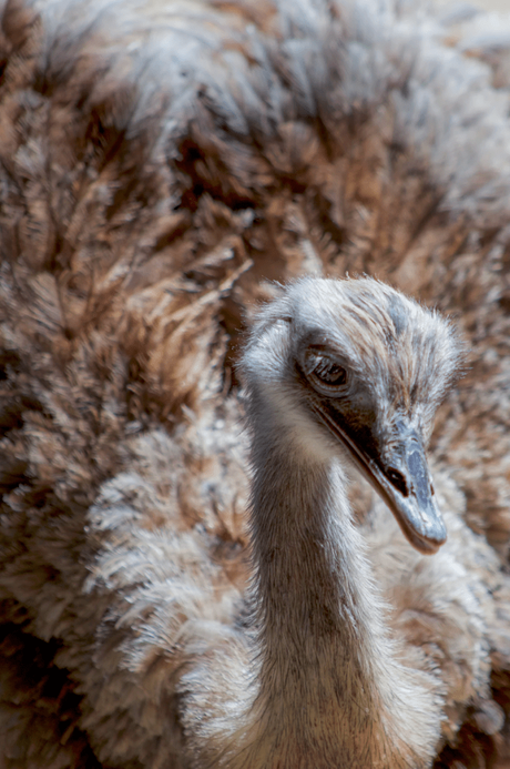 autruche zoo réserve naturelle dormir dans savane - clemaroundthecorner