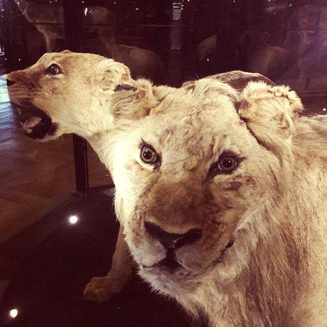 Galerie de l’évolution museum d’histoire naturelle paris musée animaux