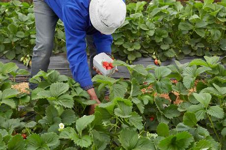 Maison Colom – Des légumes propres sur eux Colom-fraise04 - copie