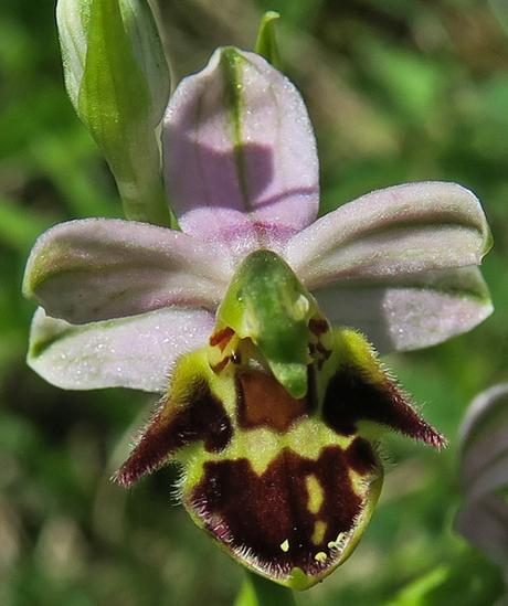 Ophrys apifera var. botteronii curviflora