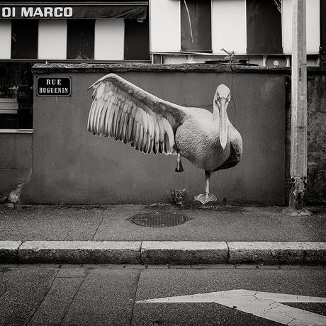 Les animaux de la street artist SONAC débarquent dans Mulhouse