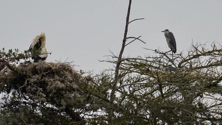 Le jeune héron, un mois plus tard
