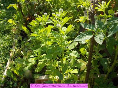 Salade de fèves au faux curry (Vegan) Salade de fèves au faux curry (Vegan)