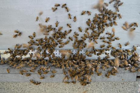 Pendant la récolte du miel, les apiculteurs doivent être vigilants…et responsables