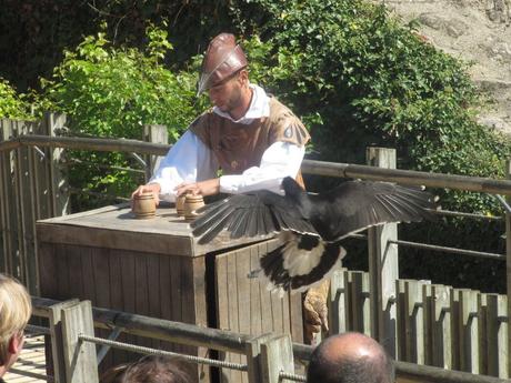 La France - Le Puy du Fou - Les Rapaces