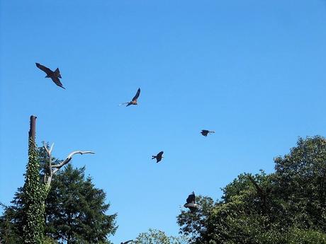 La France - Le Puy du Fou - Les Rapaces