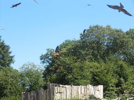 La France - Le Puy du Fou - Les Rapaces
