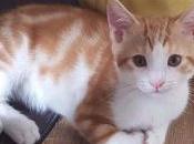 chats chatons besoin vous, faut chat bouge