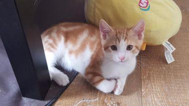 Nos chats et chatons ont besoin de vous, faut que chat bouge ! Nos chats et chatons ont besoin de vous, faut que chat bouge !