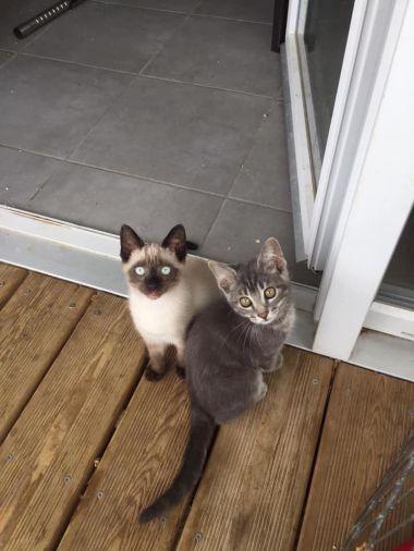 Nos chats et chatons ont besoin de vous, faut que chat bouge ! Nos chats et chatons ont besoin de vous, faut que chat bouge !